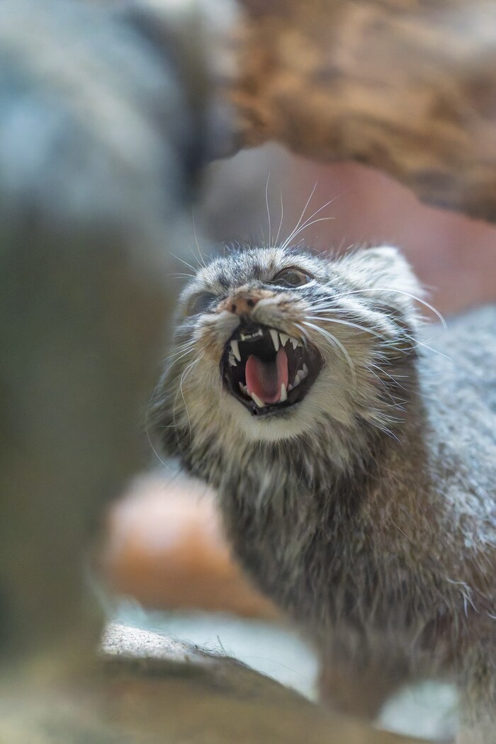 Я и будильник