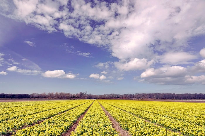 Знаменитые цветочные поля Голландии. Только-только зацвели нарциссы, гиацинты уже начинают, а через две-три недели к ним подтянутся тюльпаны.