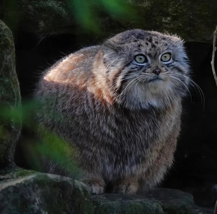 Пусенька удивляется