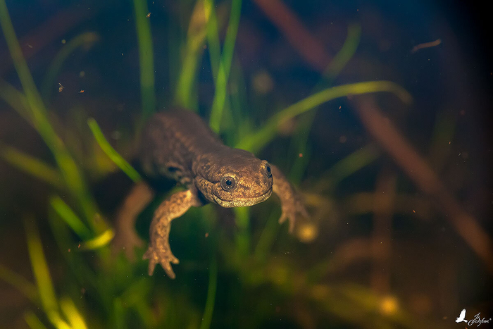     .     .    27 &#xB0;     .