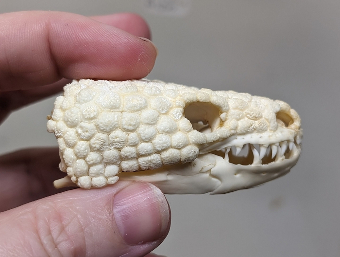 Кстати, череп ядозубов выглядит супер брутально.