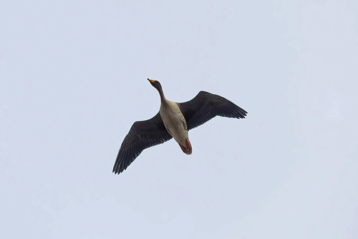   ,     ,  , , ,  , ,  , ,   , , 