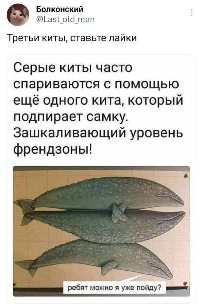 Вот такие киты