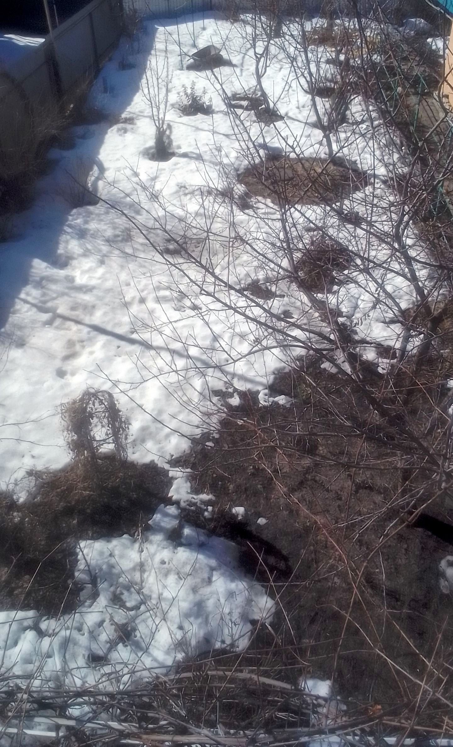 The earth has warmed up - don't be late with sowing - My, Spring, Garden, Gardening, Own farm, Private house, Seedling, Longpost