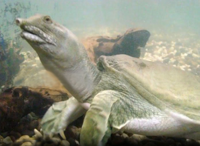 Черепаха, выловленная в озере Орлово (Курган, Зауралье).