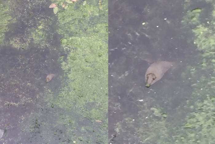 Фото 2019 года, район Борисовских прудов, Москва.