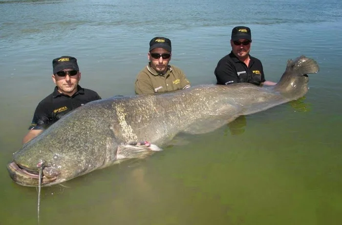 Зачем в 1986 году в пруд-охладитель Чернобыльской АЭС были выпущены сомы, что этим планировалось показать Сом, ЧАЭС, Охладитель, Рыба, Животные, Дикие животные, Чернобыль: Зона отчуждения, Яндекс Дзен, Яндекс Дзен (ссылка), Длиннопост, Пруд