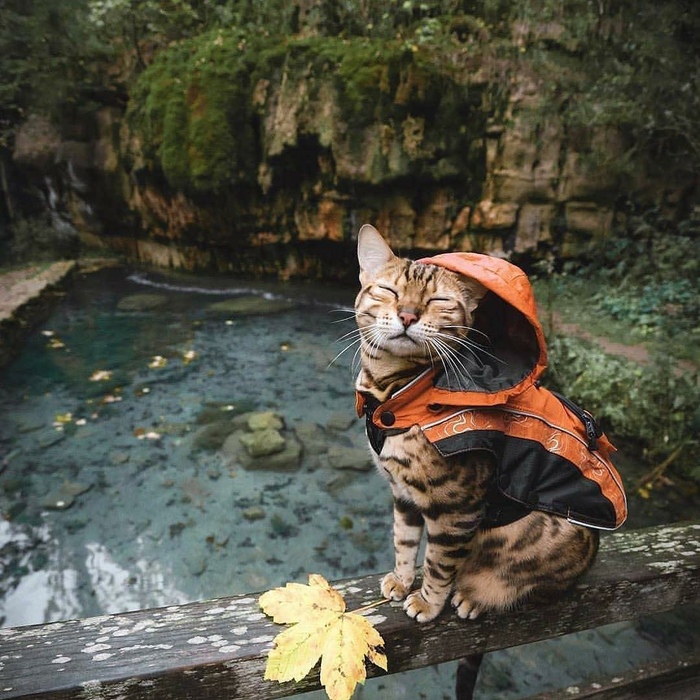    ? , , , , ,  , 