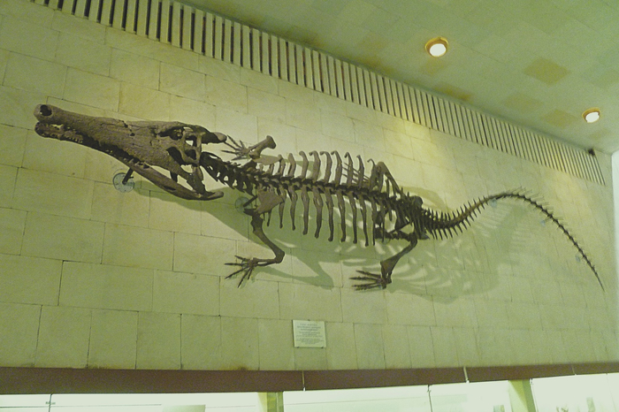 фото моё. Палеонтологичейский музей. им Ю. А Орлова.