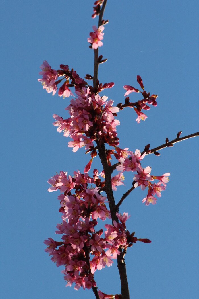 ������ �������.