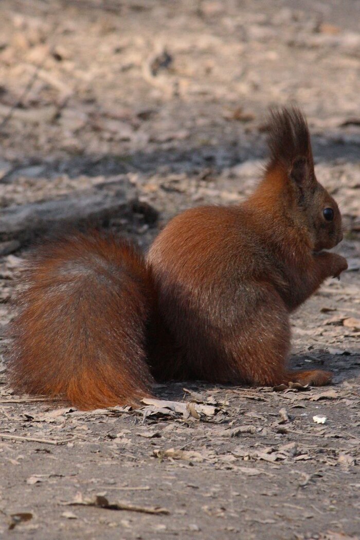 ���� �������. ���������� ��������. 