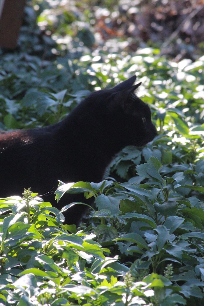 � ��� �������� �������� ���������������� ������������� ����