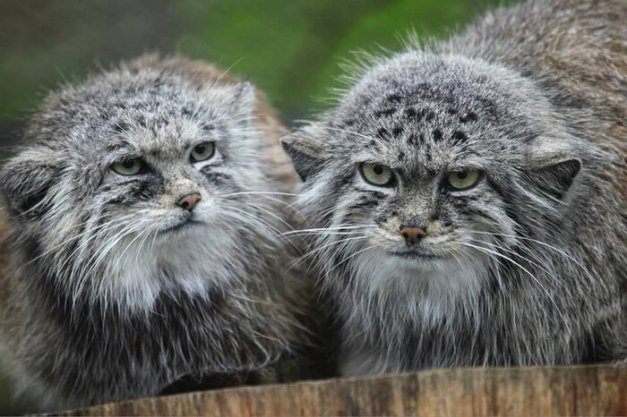 Автои фото <a href="https://pikabu.ru/story/s_dnyom_rozhdeniya_sestrichki_12550464?u=https%3A%2F%2Fwww.facebook.com%2Fphoto.php%3Ffbid%3D2254166144621791%26set%3Dpcb.2254166924621713&t=Brno%20zoo%20Fb&h=00eeac7fb93451a3dc0e5a2bb1d4ec99e166597a" title="https://www.facebook.com/photo.php?fbid=2254166144621791&set=pcb.2254166924621713" target="_blank" rel="nofollow noopener">Brno zoo Fb</a>