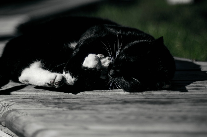    , , Nikon, , -,  ,  , , , ,  