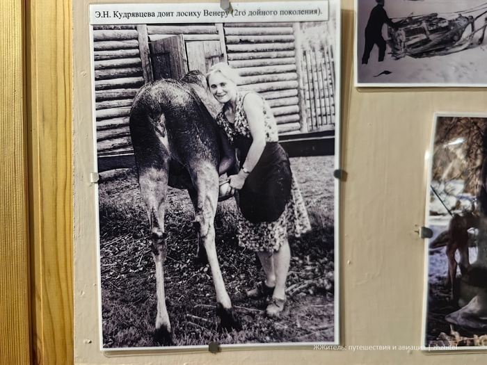 Процесс дойки лосихи