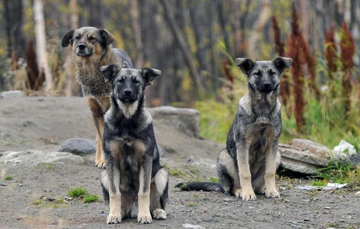 © Лев Федосеев/ ТАСС