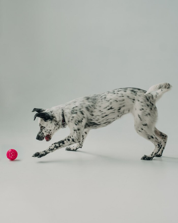 Особенный щенок очень хочет домой!