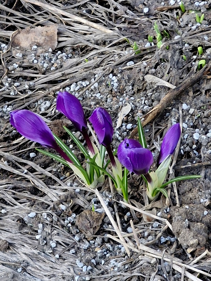 Городские цветы. Несчастные московские первоцветы)