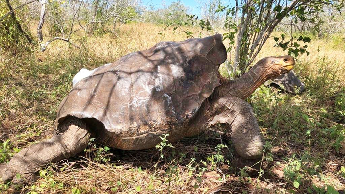   ,   .      .    40   .