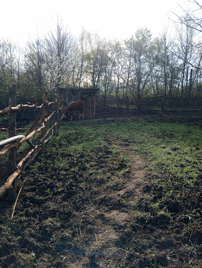 Моей лошади сегодня ровно 1 год!