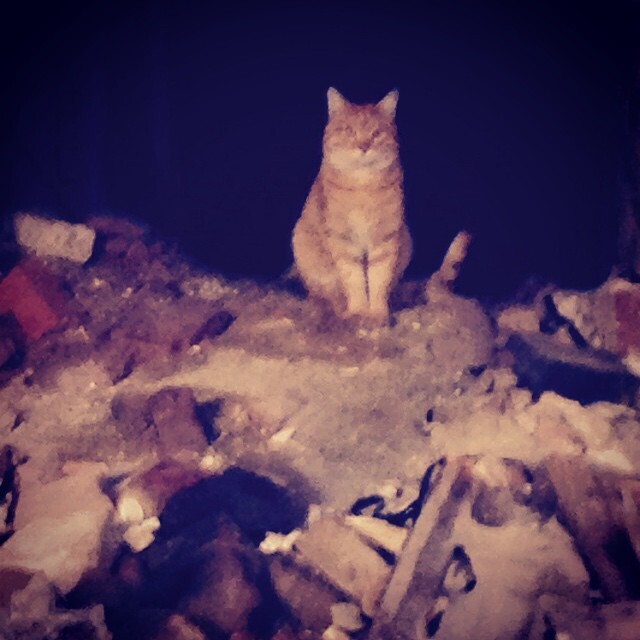    iPhone,       -  ...