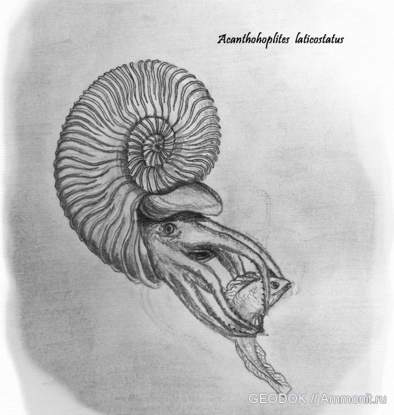  . Deshayesitidae  Parahoplitidae.  4 , , , , ,  , , 