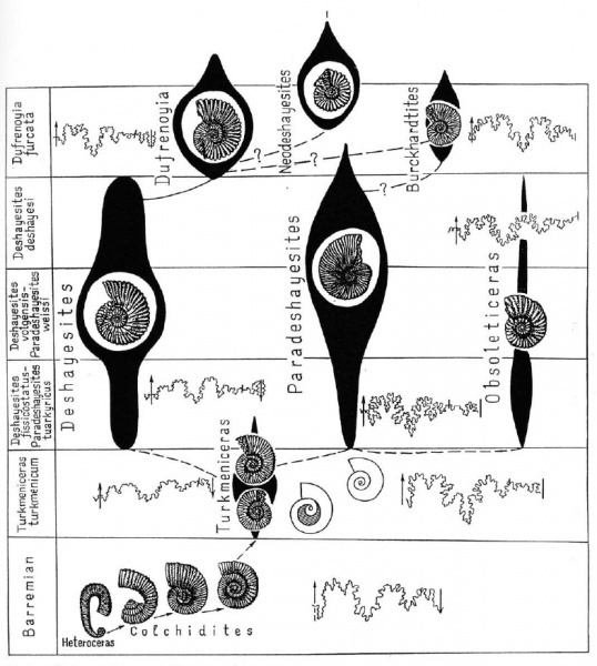 Схема семейства Deshayesitidae 2004 года выпуска из книги Bogdanova, T.N. & Mikhailova, I.A., 2004. - Origin, evolution and stratigraphic significance of the superfamily Deshayesitaceae Stoyanow, 1949