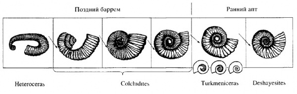 Схема происхождения Deshayesitidae от гетероморфных предков 1999 года выпуска из статьи Богданова Т.Н., Михайлова И.А. 1999 Происхождение и развитие семейства Deshayesitidae