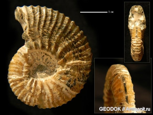 Фото <a href="https://pikabu.ru/story/istoriya_semeystv_ammonitov_deshayesitidae_i_parahoplitidae_chast_4_12564732?u=https%3A%2F%2Fwww.ammonit.ru%2Ffoto%2F15340.htm&t=Acanthohoplites%20nolani%20nolani&h=79d63298cb30091216c61c7440b3ab0fcc055d20" title="https://www.ammonit.ru/foto/15340.htm" target="_blank" rel="nofollow noopener">Acanthohoplites nolani nolani</a>, автор <a href="https://pikabu.ru/story/istoriya_semeystv_ammonitov_deshayesitidae_i_parahoplitidae_chast_4_12564732?u=https%3A%2F%2Fwww.ammonit.ru%2Fuser%2FGEODOK.htm&t=GEODOK&h=bc5e6b922f647d246903fffd0fa043651622091f" title="https://www.ammonit.ru/user/GEODOK.htm" target="_blank" rel="nofollow noopener">GEODOK</a>