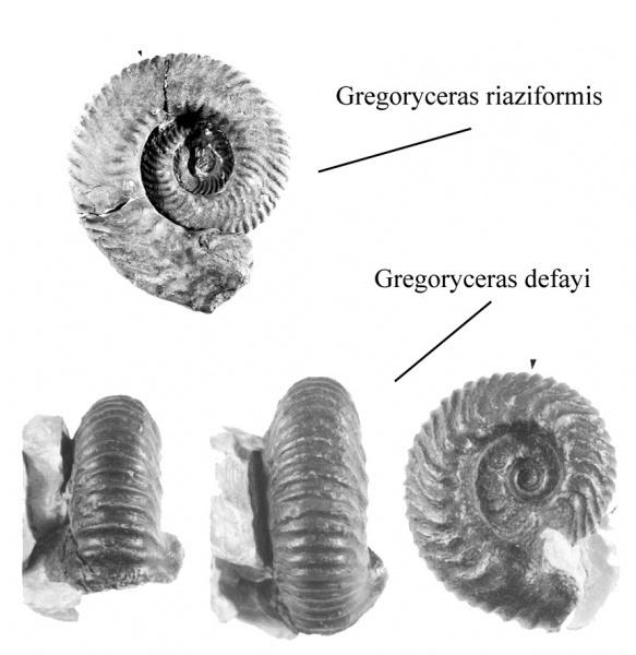 Gregoryceras riaziformis
