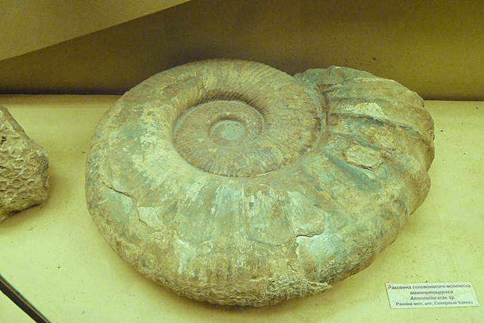  .  Ammonitoceras.  :  .  .  . 