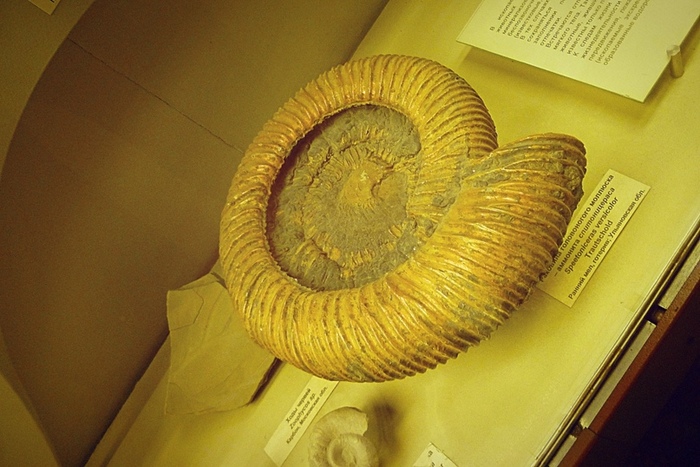  .  Speetoniceras Versicolor.  :  .  .  . 