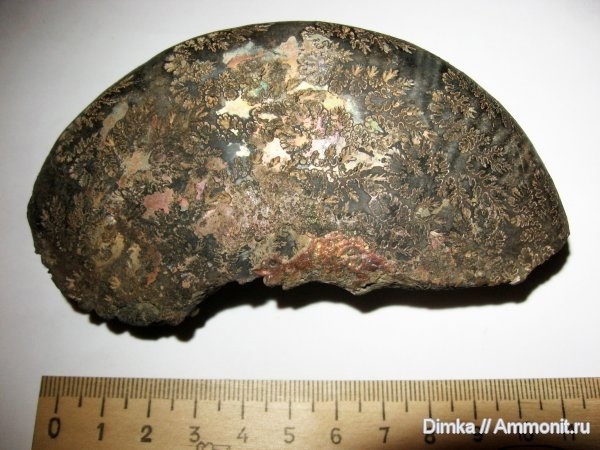  <a href="https://pikabu.ru/story/istoriya_ammonitov_aulacostephanidae_chast_3_12564689?u=https%3A%2F%2Fwww.ammonit.ru%2Ffoto%2F2783.htm&t=%D0%9E%D0%B1%D0%BB%D0%BE%D0%BC%D0%BE%D0%BA%20%D0%BA%D1%80%D1%83%D0%BF%D0%BD%D0%BE%D0%B9%20Ringsteadia%3F&h=a044ee712735948a3e20e21793b21d68f27e51c9" title="https://www.ammonit.ru/foto/2783.htm" target="_blank" rel="nofollow noopener">  Ringsteadia?</a>,  <a href="https://pikabu.ru/story/istoriya_ammonitov_aulacostephanidae_chast_3_12564689?u=https%3A%2F%2Fwww.ammonit.ru%2Fuser%2FDimka.htm&t=Dimka&h=5989a9f2b2451f747d51520e670e7407cdf002eb" title="https://www.ammonit.ru/user/Dimka.htm" target="_blank" rel="nofollow noopener">Dimka</a>