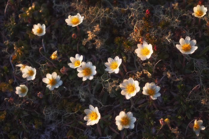 дриада восьмилепестковая