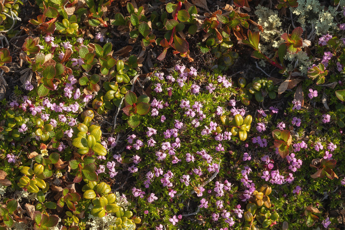 розовая смолёвка