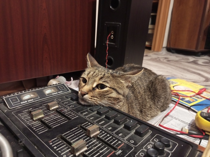 Dj Cat