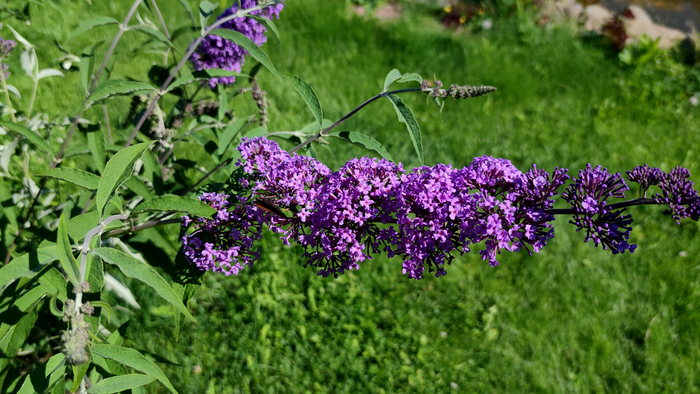 ������� ������ (Buddleja davidii)