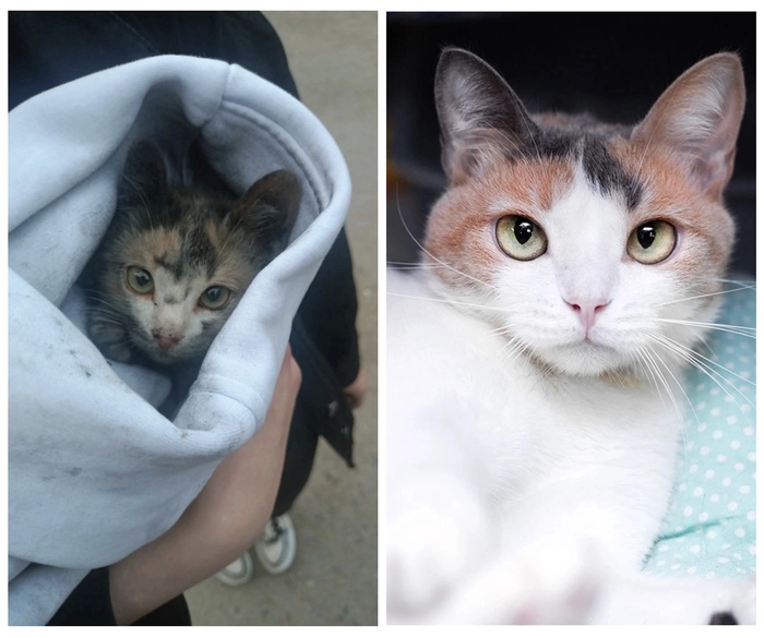 Кошечка <a href="https://pikabu.ru/story/rubrika_do__posle_preobrazhenie_kotikov_v_priyute_12583157?u=https%3A%2F%2Fmurkosha.ru%2Fkotyata%2Fnefertari&t=%D0%9D%D0%B5%D1%84%D0%B5%D1%80%D1%82%D0%B0%D1%80%D0%B8&h=0e8b6eb0b0b8dc306e4beb2af940bdb2390495c0" title="https://murkosha.ru/kotyata/nefertari" target="_blank" rel="nofollow noopener">Нефертари</a>