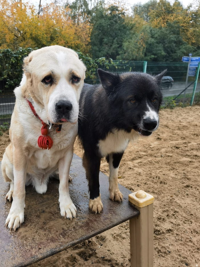 вот один из них....с малолетства был воспитан и иногда потрепан за желание доминировать.