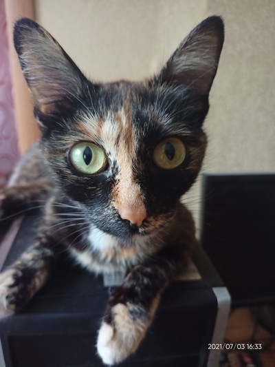 Иллюстрация к комментарию