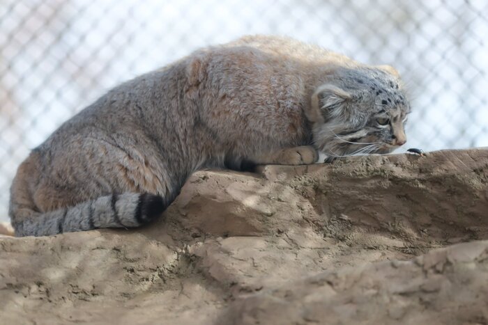 Акуна Матата?