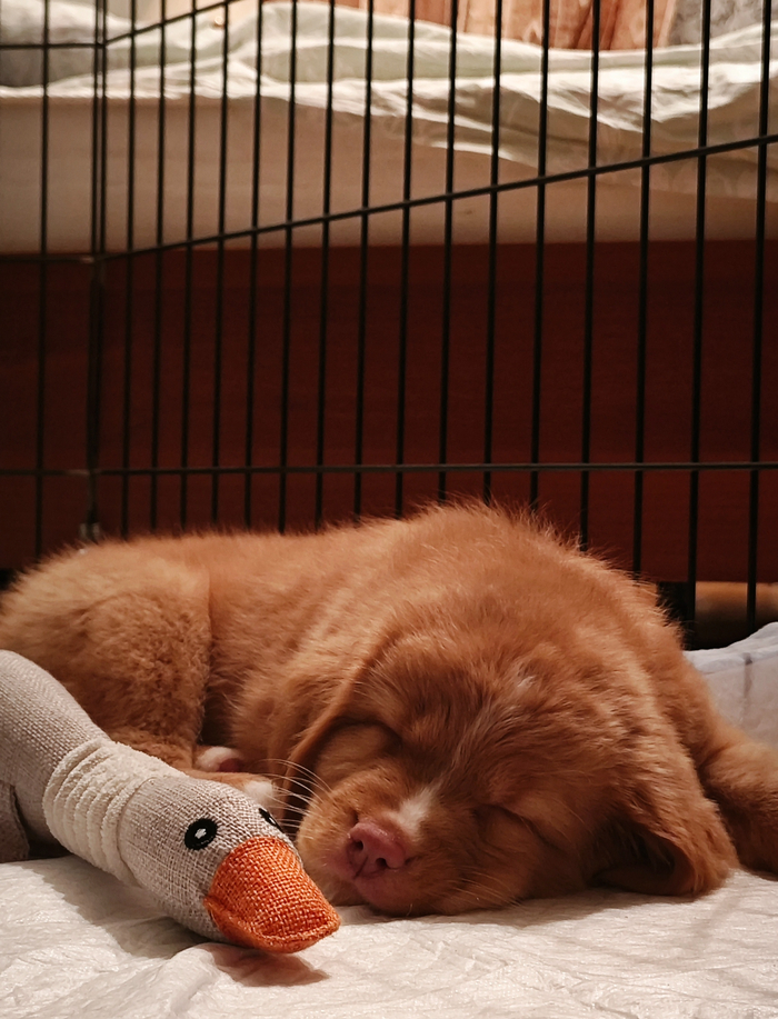 Знакомство с гусем (ведь эта порода выведена специально для охоты на уток)