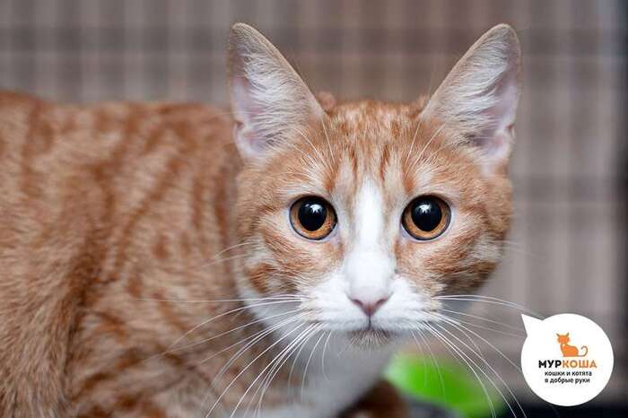 Кошка Синтра