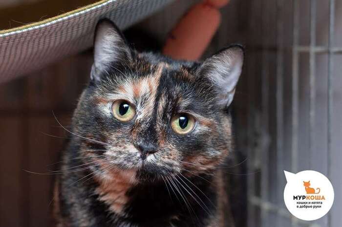 Кошка Маргаритка