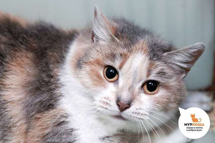 Кошка Катик