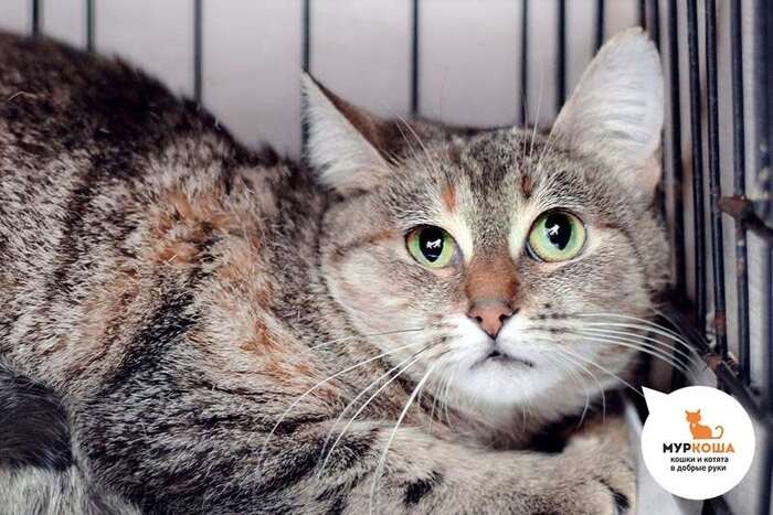 Кошка Пелегрина