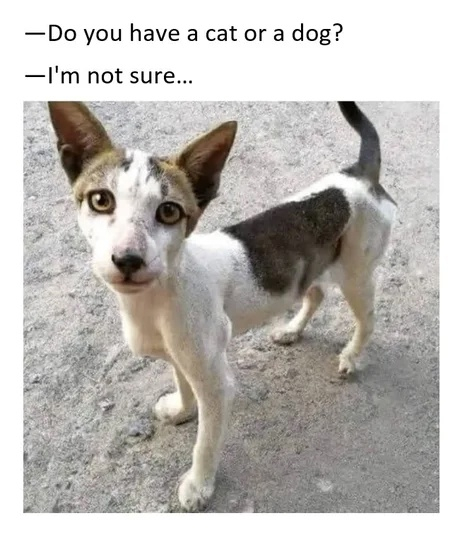Memes in English Telegram (), ,  ,   ,  