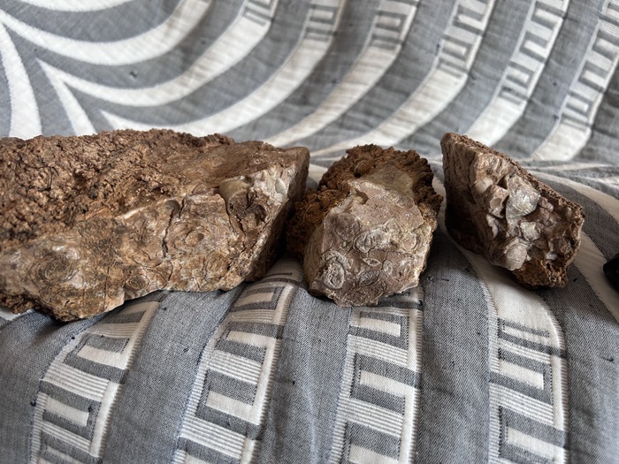 Все окаменелости очень мелкие, но зато супер сохранные.