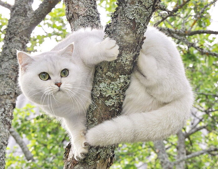 Schoenweg Camila Blanchefleur ()   , -...  ,    14-.    - ,       