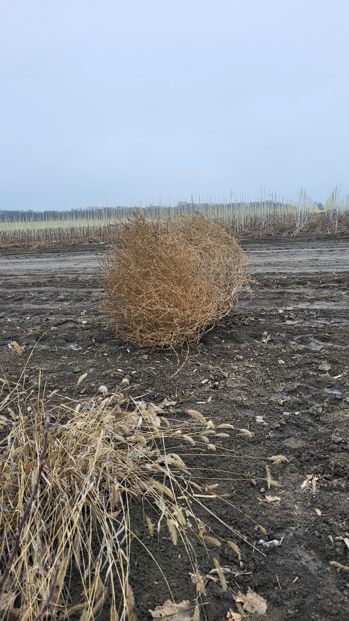 А это просто - прикатилось. Гуляло по полю.